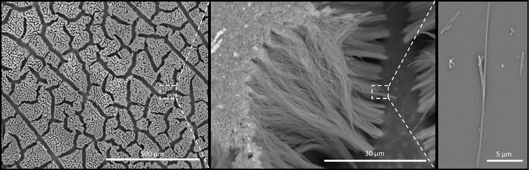 Figure 2: Template grown nanowires of poly-l-lactic acid