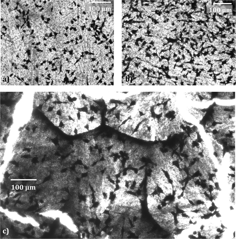 Figure 4: Fibrosarcoma cells on a) an empty template b) a template filled with PLLA nanowires andd c) PLLA nanowires after the template has been removed
