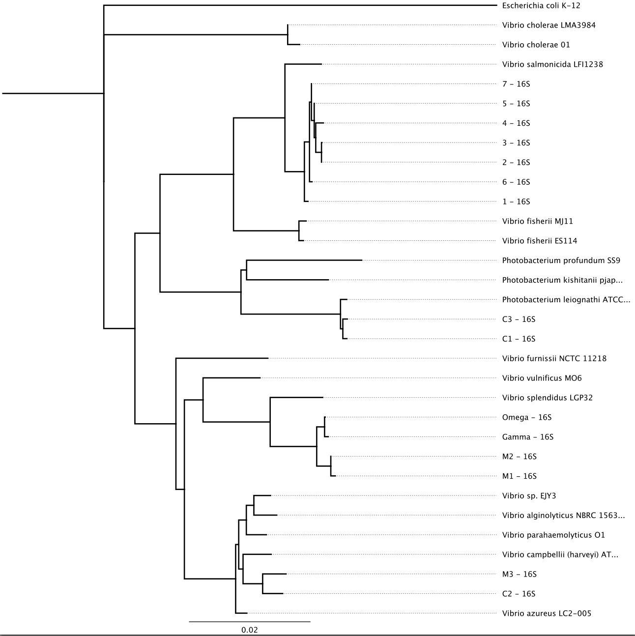 Figure 2.&nbsp;16S phylogeny for isolated strains.&nbsp;A phylogenetic tree was produced using the 16S sequences of the strains by using the Geneious tree builder on a Global-alignment with free-end gaps alignment type with a 65% similarity matrix b…