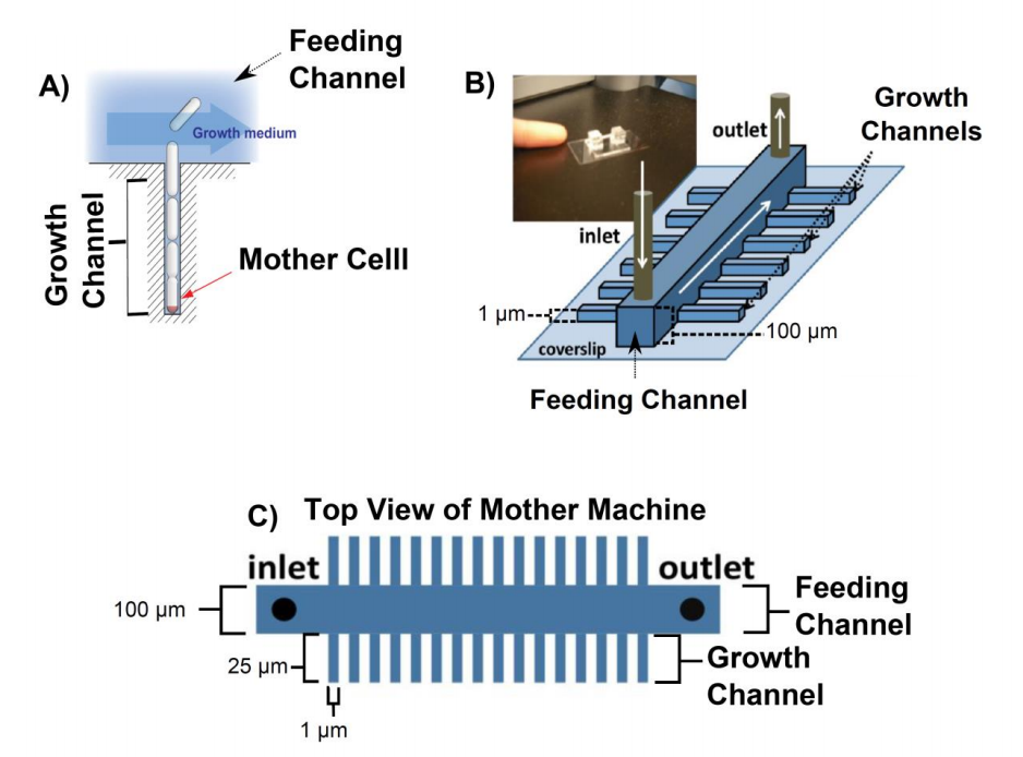 Figure 1.&nbsp;Overview of the mother machine. A) The mother cell is trapped at the bottom of a dead ended channel. As the cells divide they get pushed out of the growth channel into the feeding channel where they get flushed away. B) Sketch of the …