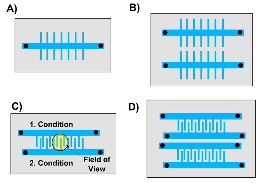 Figure 4.&nbsp;Overview of mother machine designs we want to test. A) The classic mother machine device published by Wang and co-workers. B) This device has two mother machines on one chip. C) In this device two growth channels with different condit…