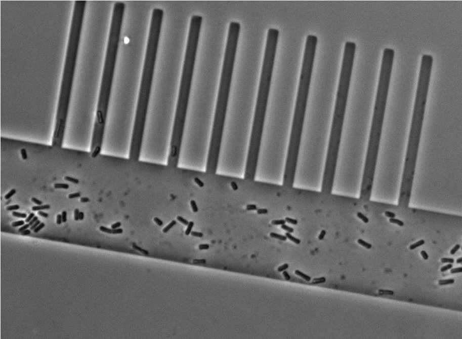 Figure 5. Micrograph of cells in the prototype mother machine.