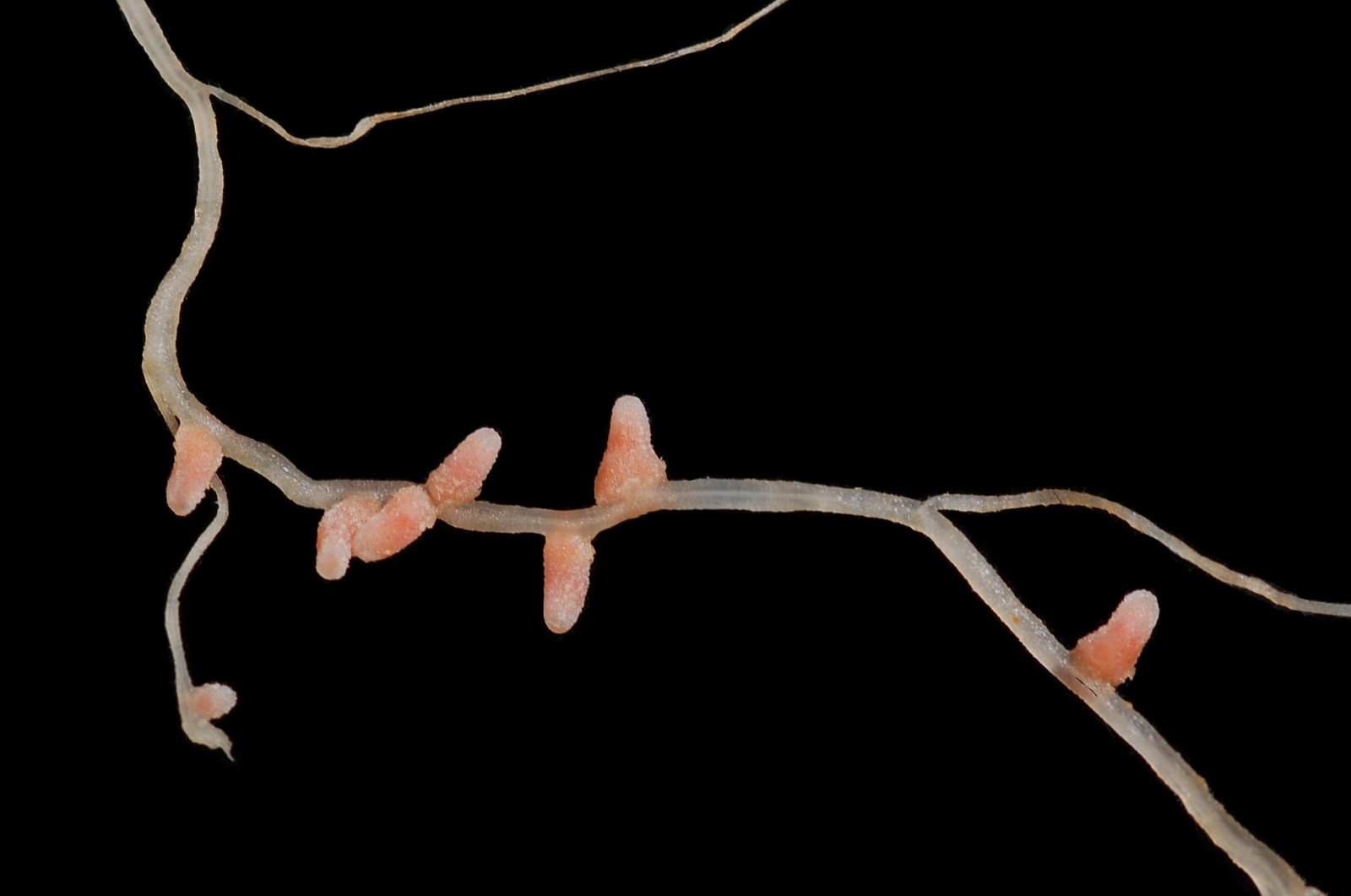 The use of synthetic biology tools to define the roles of LysM receptor-like kinases in legumes and cereals