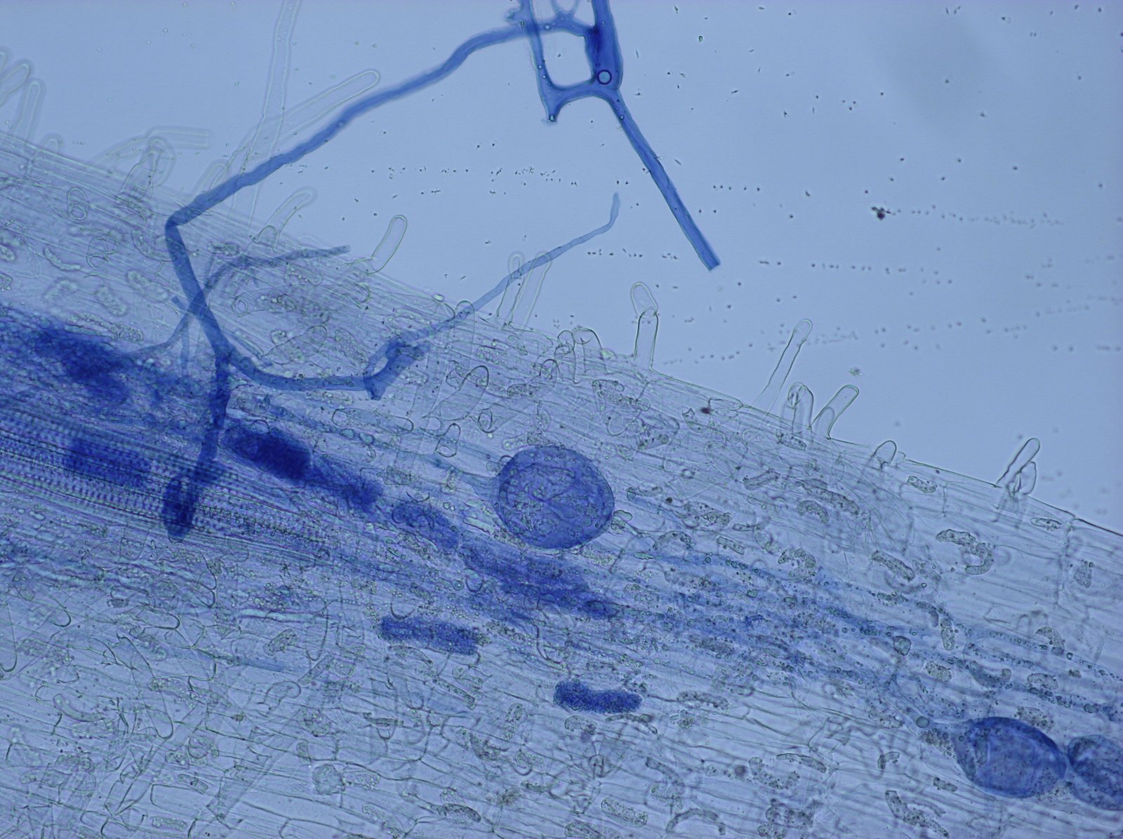 A synthetic biology approach to investigating arbuscular mycorrhizal symbiosis in Marchantia paleacea