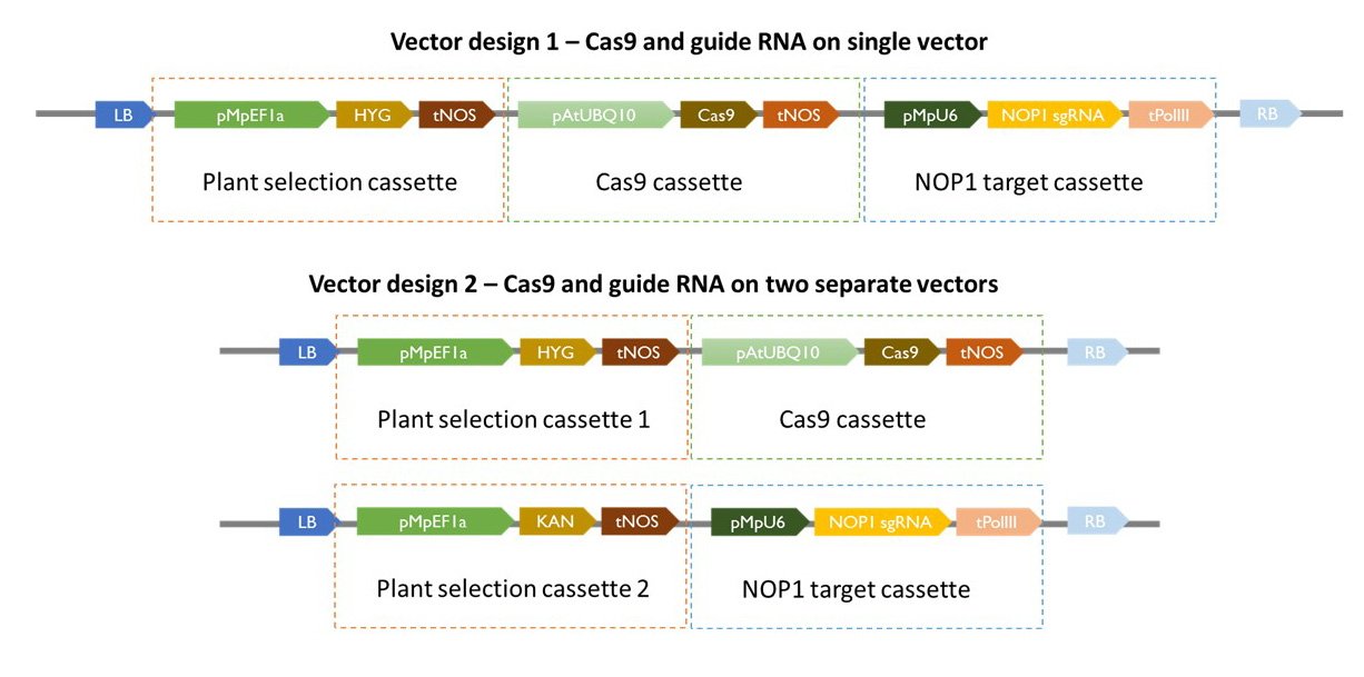 Figure 2. Vector design for generating CRISPR knockouts
