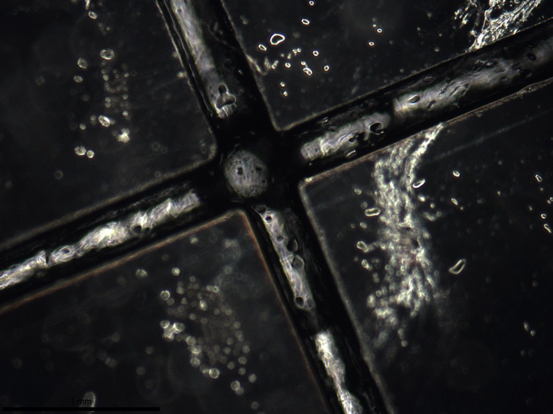 Figure 6: Prototype laser cut microfluidic chip (detail). 4x objective image showing channel width (~300μm) and cross junction.