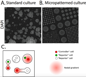cell culture.png