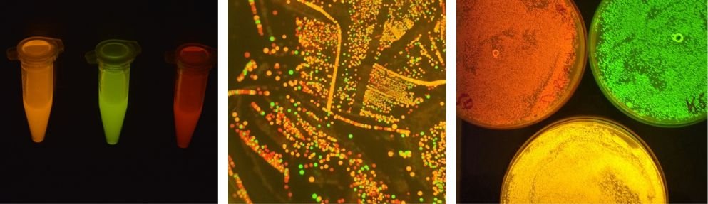 Fig. 2: sfGFP, mBeRFP and CyOFP fluorescent proteins under 470 nm excitation.