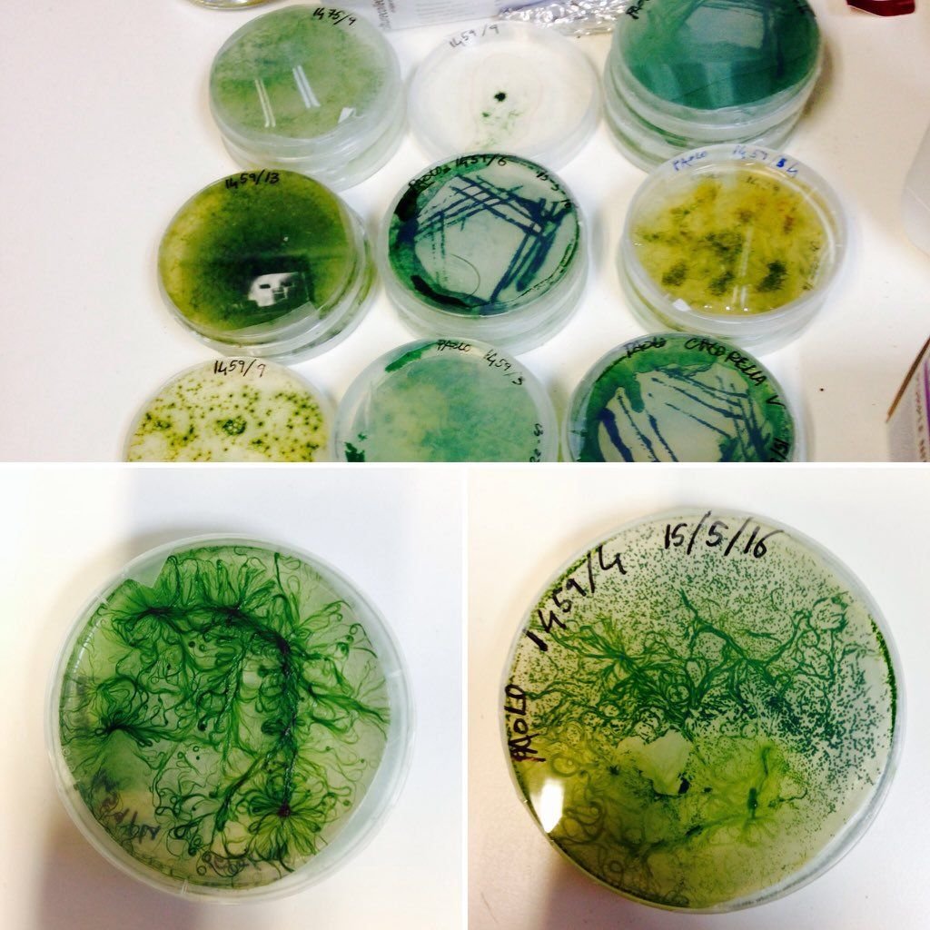 Co-Lab 15.jpg