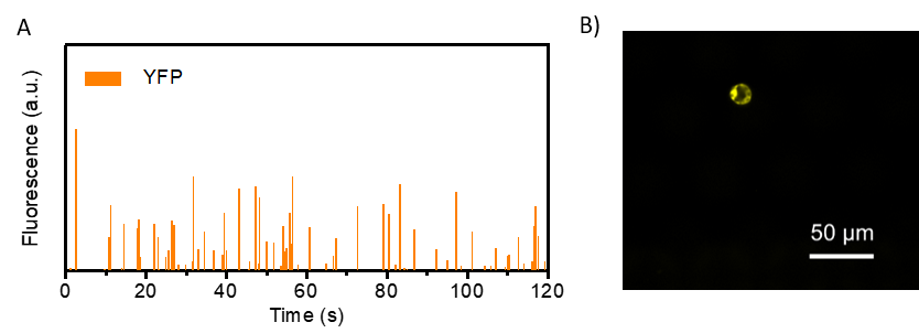 Figure 3: A) Quantification of YFP in encapsulated marchantia protoplasts. Each peak represents the activity of an individual protoplast. B) Isolated protoplast expressing YFP.