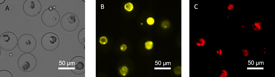 Figure 5: Marchantia polymorpha protoplasts sorted using a microfluidic device and visualised under A) light microscopy, and a fluorescent microscope using B) a YFP channel (491 nm) and C) a chlorophyll channel (630 nm).