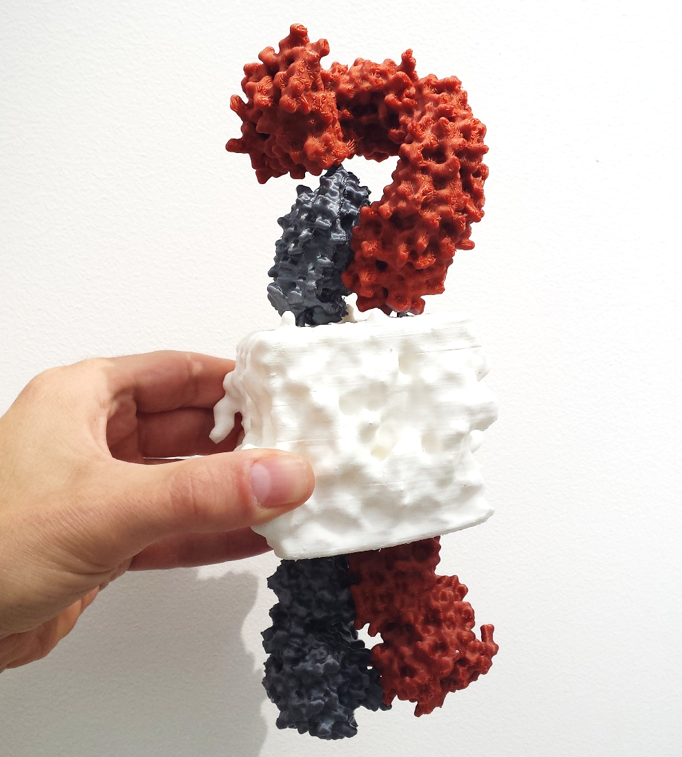 PRR protein.png