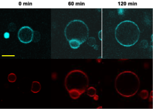 Figure 3. Confocal GUV fusion experiment. Two families of GUVs are labelled in with different fluorophores visualised in the two fluorescent channels (red and cyan). Initially 2 GUVs are adhering thanks to the formation of DNA bonds, but their lipid…