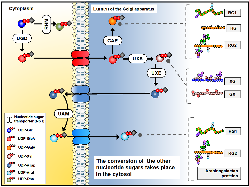 Figure 1. Biosynthesis of sugar nucleotides in plant cells. Sugar nucleotides are required for pectin (RG1, RG2, HG), xyloglucan (XG) and xylan synthesis.Figure presented after Temple et al., Glycobiology, 26 (9), 913–925.