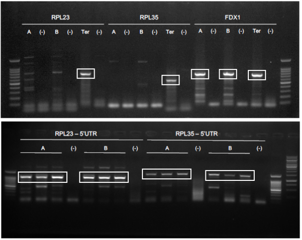 Figure 1. PCR performed to isolate 5’ and 3’ flanking regions for RPL23, RPL35 and FDX1 from C. reinhardtii genomic DNA. A, promoter region using primers with 3’ overhang TACT; B, promoter region using primers with 3’ overhang AATG; Ter, terminator …