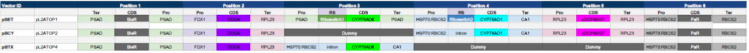 Table 2. Detailed level 2 design for each of the constructed vectors. pBET is the vector containing riboswitches for CYP76AD1 and CYP76AD6. pBCY and pBTX are vectors designed to produce betacyanins (red) and betaxanthins (yellow) respectively.