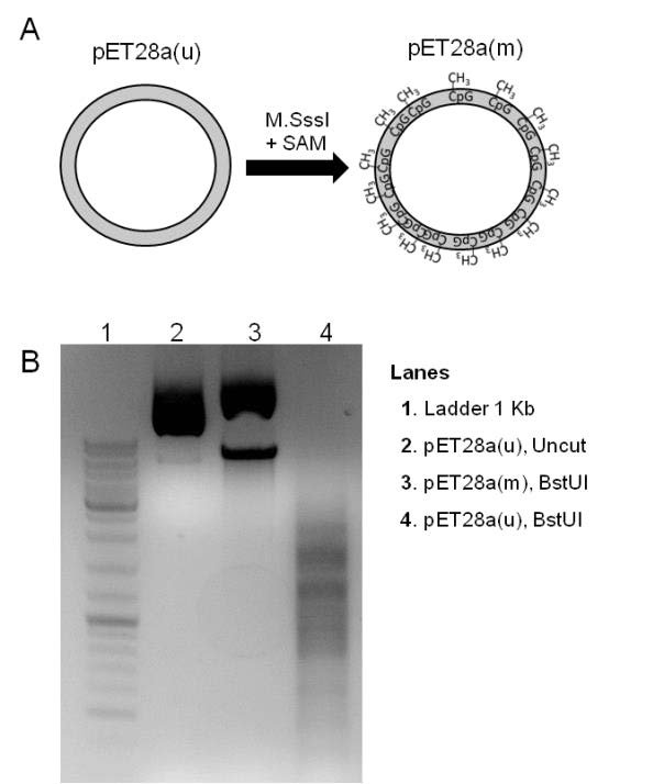 Figure 3. DNA target preparation: In vitro methylation of plasmid DNA.3.A- Natively-methylated plasmid pET28a(u) was treated with M.SssI a CpG methyltransferase and S-adenosylmethionine (SAM) to yield a fully methylated plasmid, pET28a(m). 3.B- 1μg …
