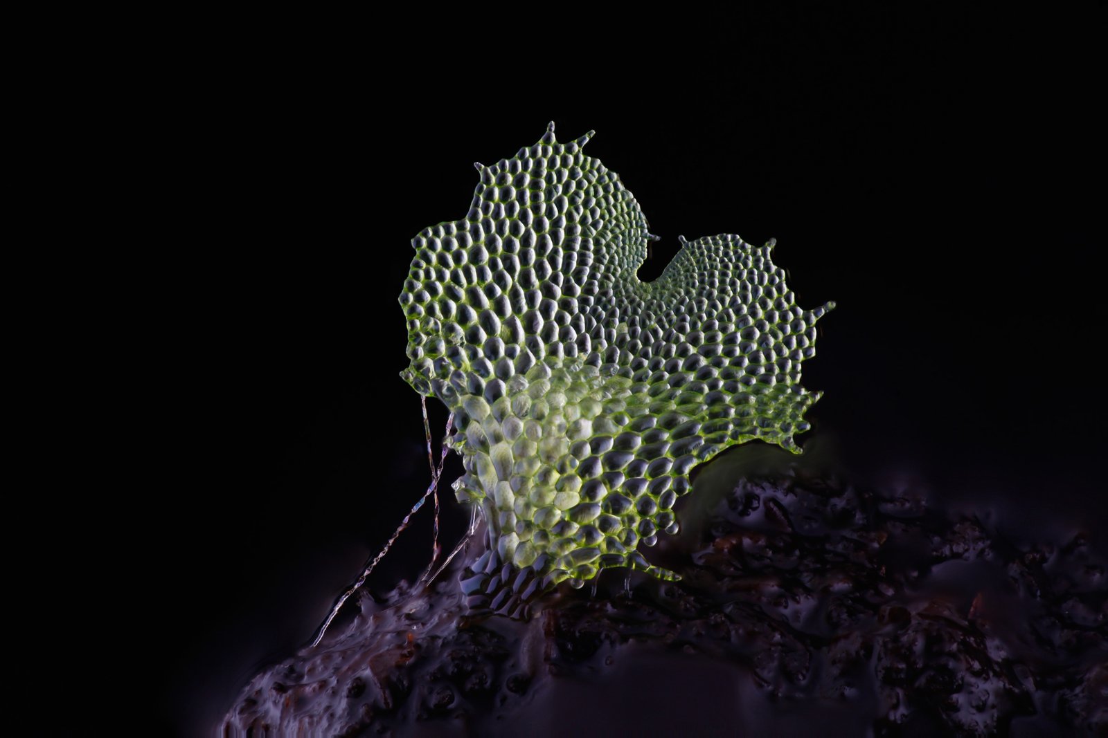 Asplenium scolopendrium gametophytes (ferns)