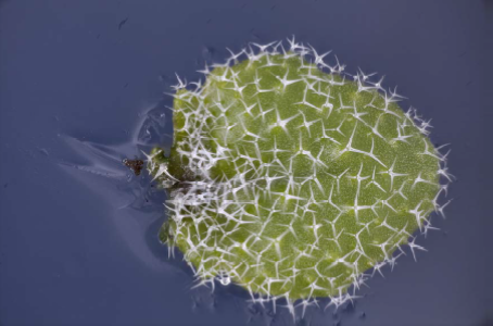 Arabidopsis trichomes (wild-type)