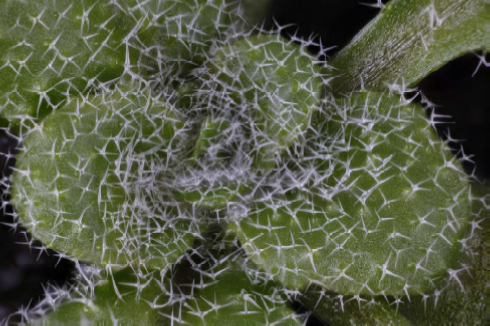 Arabidopsis trichomes (wild-type)