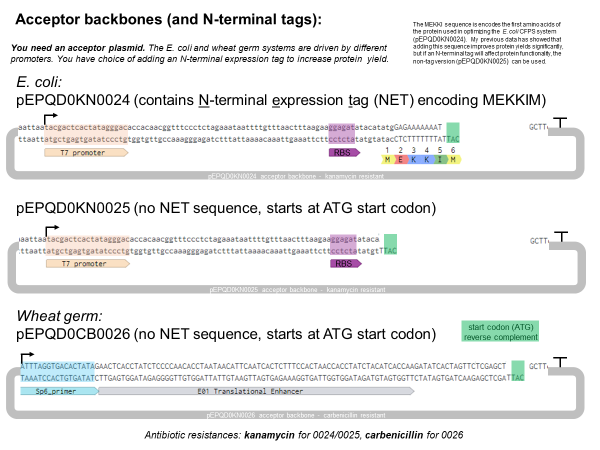 Figure 1. Representation of plasmids generated for this project