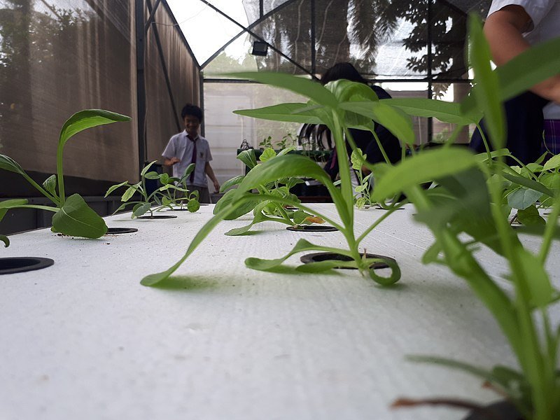 Aeroponics for All