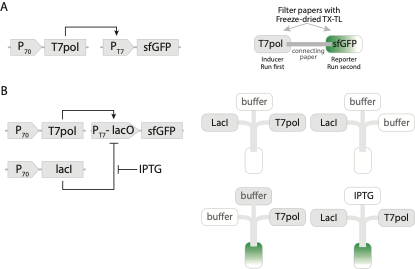 Visualising genetic circuits in space and time with paper-based cell-free translation