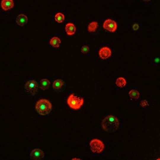 Harnessing cytosine DNA hypomethylation to explore the potential for crop improvement in wheat