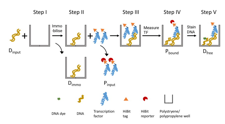 Developing a frugal transcription factor relative affinity measurement pipeline (TRAMP)