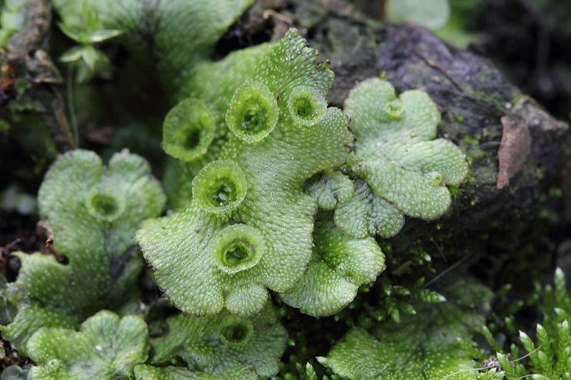Extending the type IIS toolkit for subcellular localisation in Marchantia